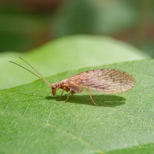 Antique Brown Lacewing