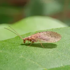 Antique Brown Lacewing thumbnail 1