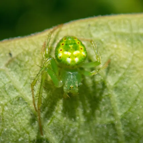 Red-spotted Orbweaver