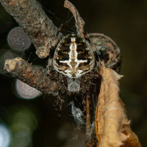 Red-femured Spotted Orbweaver