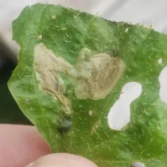 Liriomyza blechi thumbnail 2