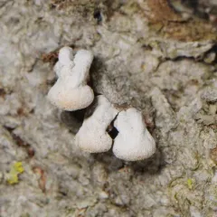 Porodisculus pendulus thumbnail 2