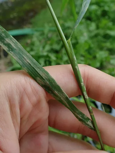 Blumeria americana