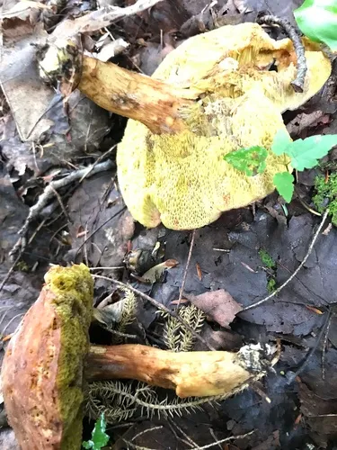 Xerocomus spadiceus