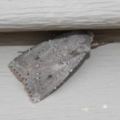 Old Man Dart thumbnail 2