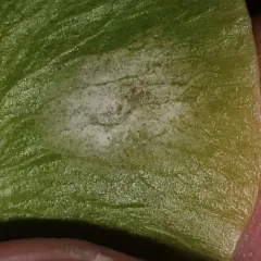Sawadaea bicornis thumbnail 2