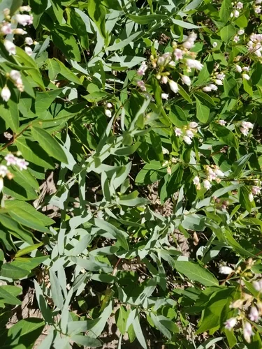 blueleaf aster