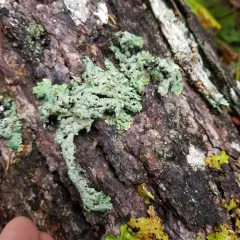 Black-foam Lichen thumbnail 3