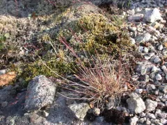 Arctic Bentgrass thumbnail 2