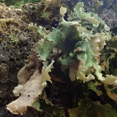 Oldgrowth Specklebelly Lichen thumbnail 3