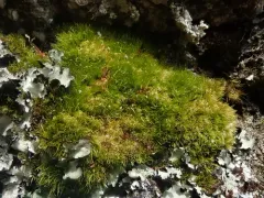 Fragile Swan-neck Moss thumbnail 2