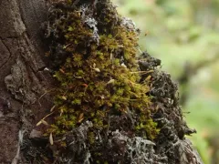 Zygodon reinwardtii thumbnail 2