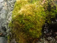 Herzogiella adscendens thumbnail 3