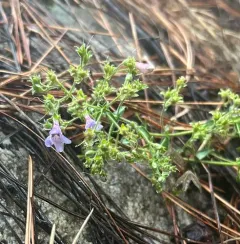 two-leaf beardtongue thumbnail 4