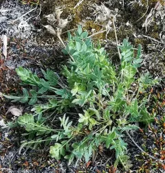 Maydell's Point-vetch thumbnail 4