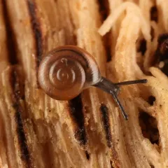 Quick Gloss Snail thumbnail 4