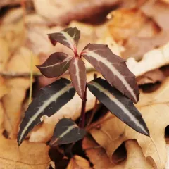 striped wintergreen thumbnail 2
