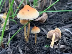 Hypholoma tuberosum thumbnail 3