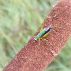 Black-sided Meadow Katydid thumbnail 4