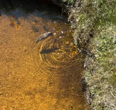 North American Water Vole thumbnail 1