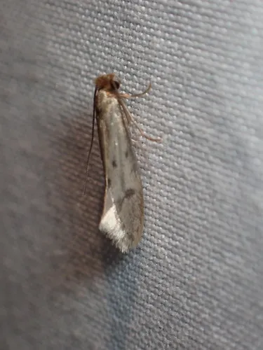 Tinea irrepta