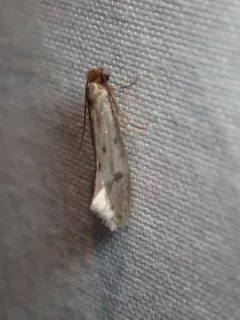 Tinea irrepta thumbnail 1