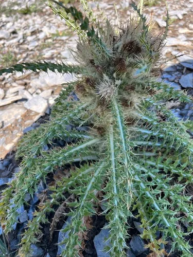 Eaton's thistle