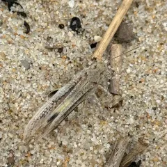 Seaside Grasshopper thumbnail 4