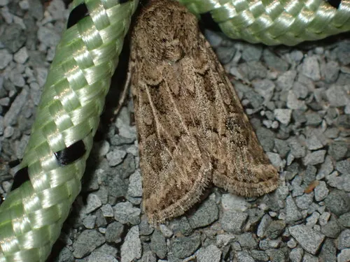 Pale Western Cutworm Moth