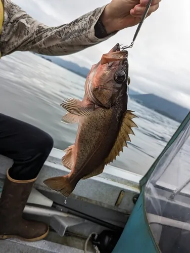Silvergray Rockfish
