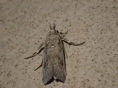 Blue Cactus Borer thumbnail 1