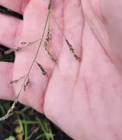 european alkali grass thumbnail 3