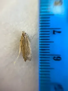 Chionodes arenella thumbnail 2
