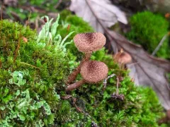 Inocybe leptophylla thumbnail 2