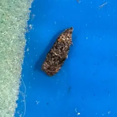 Verbena Bud Moth thumbnail 4