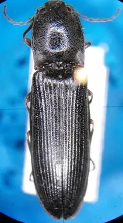 Splitted Click Beetle thumbnail 2