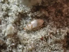 Amblyderus pallens thumbnail 2