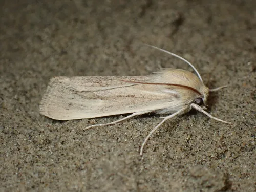 Dusky Dune Moth