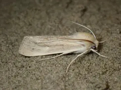 Dusky Dune Moth thumbnail 1
