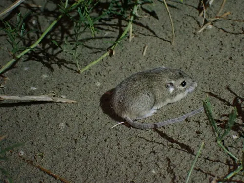 Olive-backed Pocket Mouse