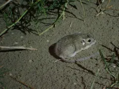 Olive-backed Pocket Mouse thumbnail 1