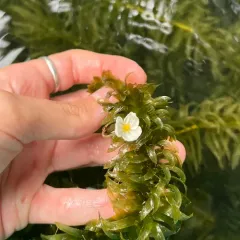 Brazilian elodea thumbnail 2