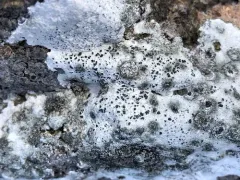 Aspicilia aquatica thumbnail 2