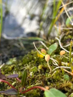 Bryoglossum gracile thumbnail 3