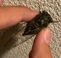 Linne's Cicada thumbnail 2