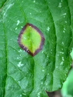 Sphaerulina cornicola thumbnail 3