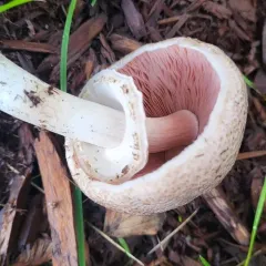inky mushroom thumbnail 3