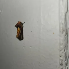 Connected Looper Moth thumbnail 4
