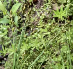 smooth-stemmed sedge thumbnail 3