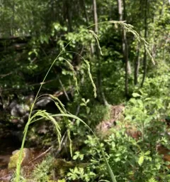 drooping woodreed thumbnail 3